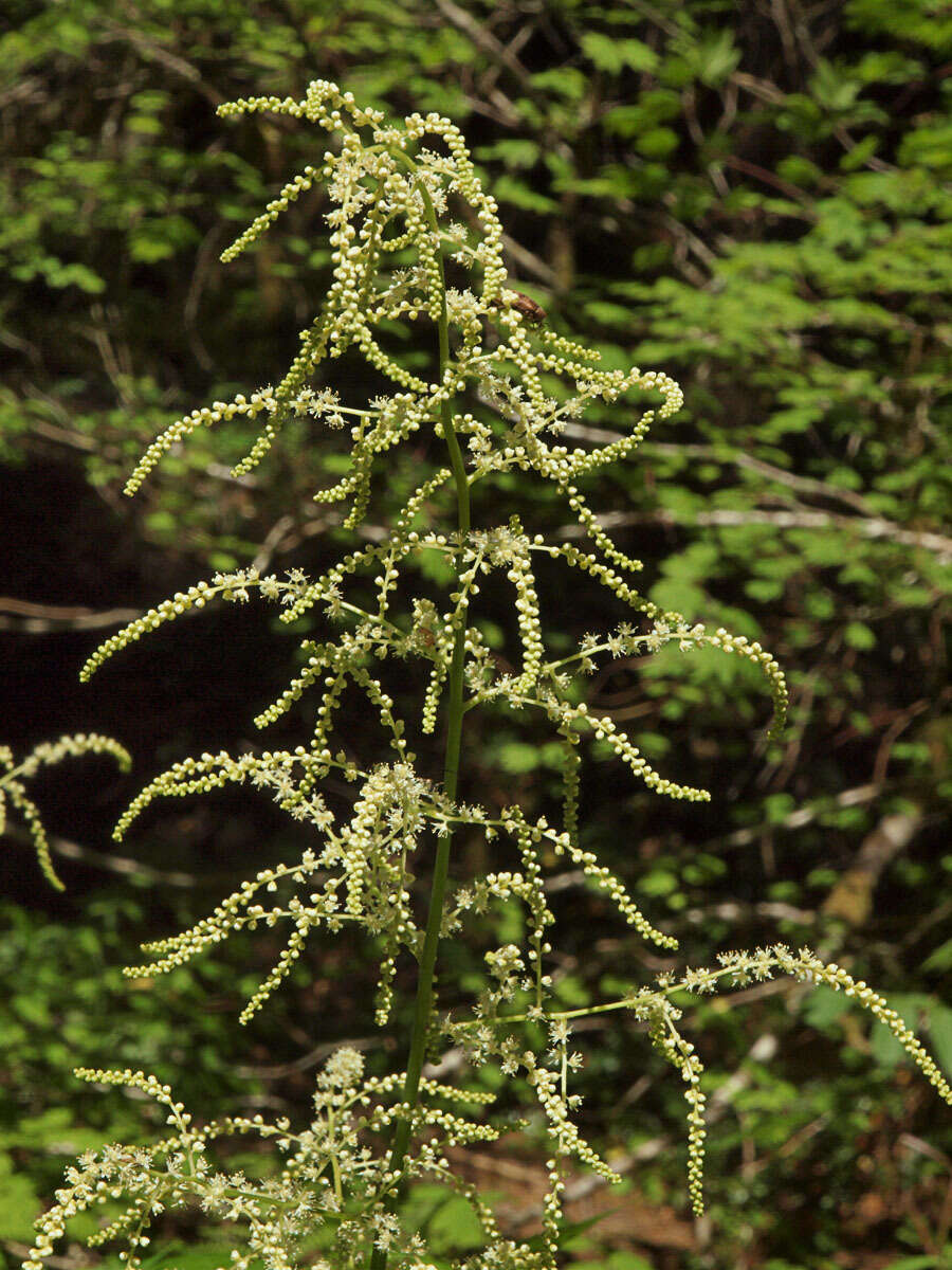 Image of bride's feathers