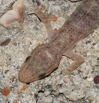 Image of Brook's House Gecko