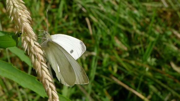 Image of small white