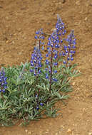 Sivun Lupinus nevadensis A. Heller kuva