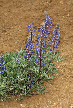 Sivun Lupinus nevadensis A. Heller kuva