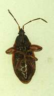 Image of Gastrodes (Gastrodes) pacificus (Provancher & L. (1885))