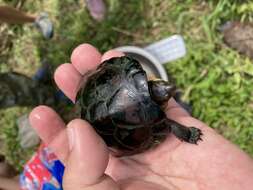 Image of Asian yellow pond turtle