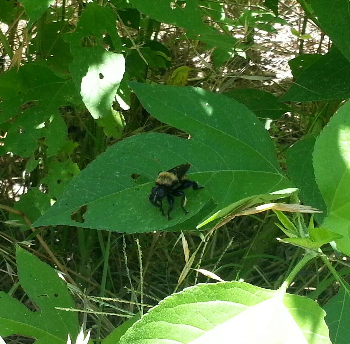 Image of Laphria macquarti (Banks 1917)