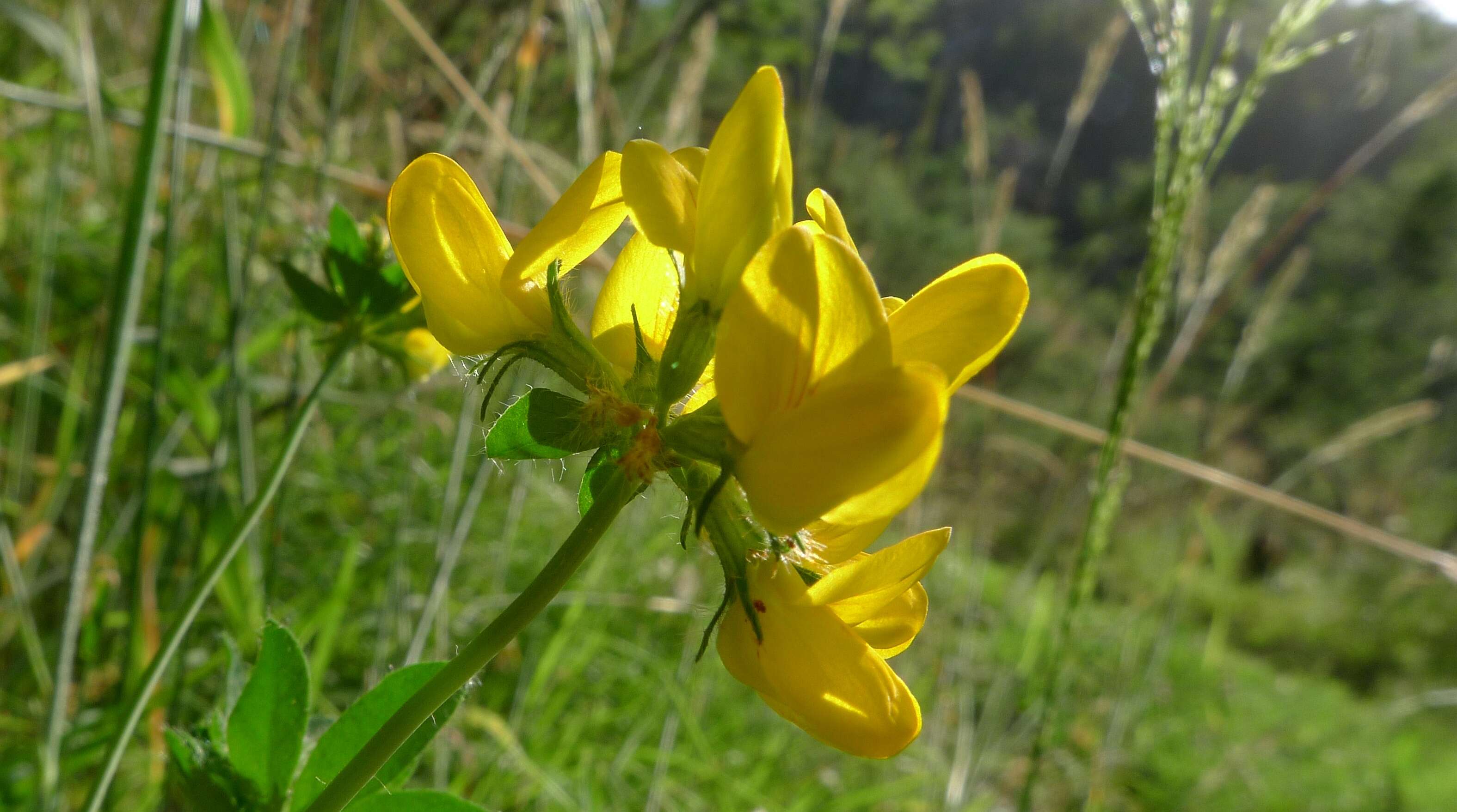 Imagem de Lotus pedunculatus Cav.