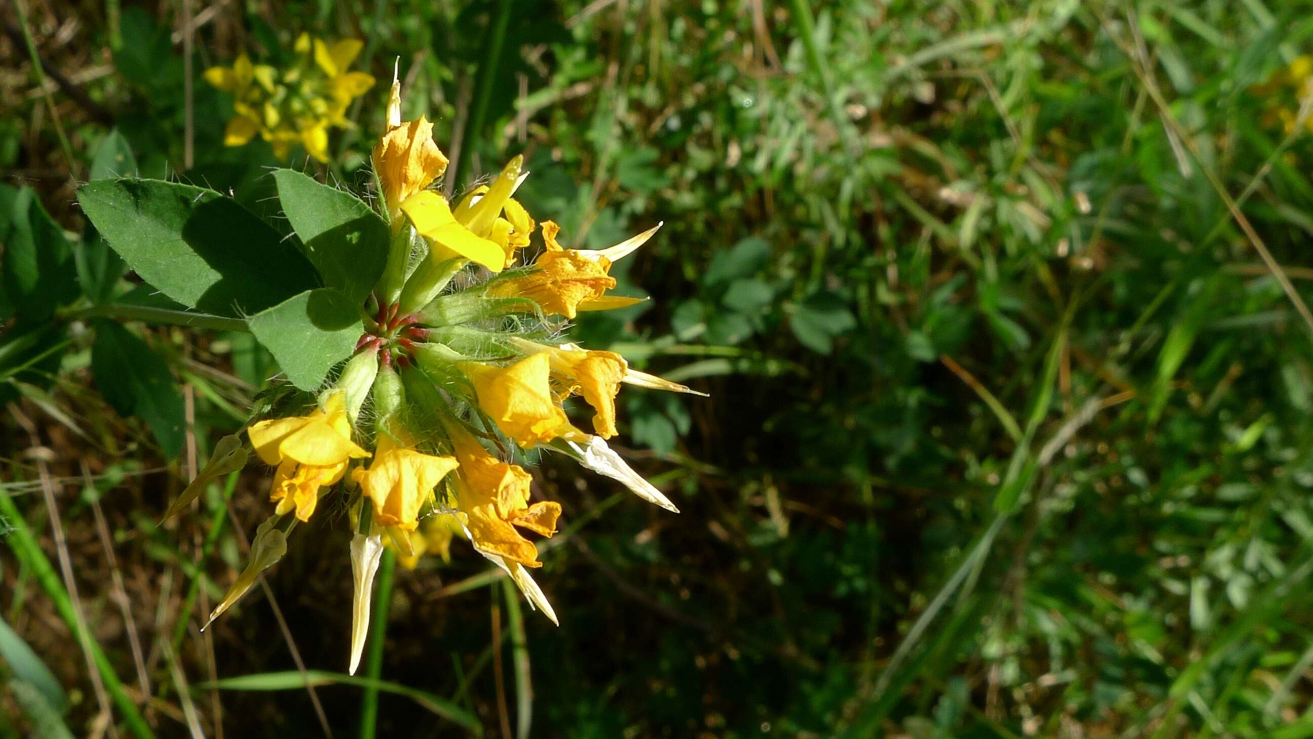 Слика од Lotus pedunculatus Cav.