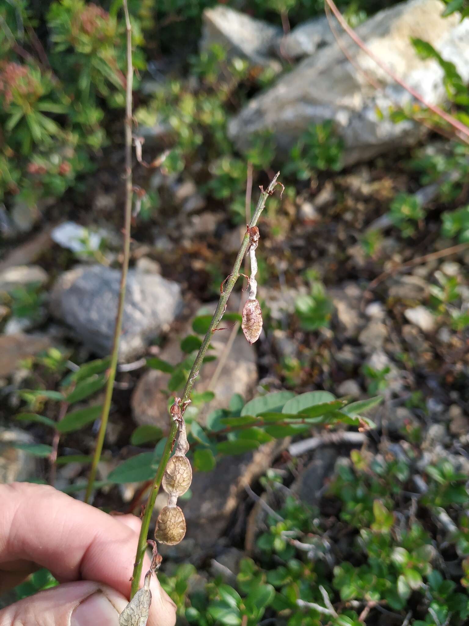 Image of Hedysarum branthii Trautv. & C. A. Mey.