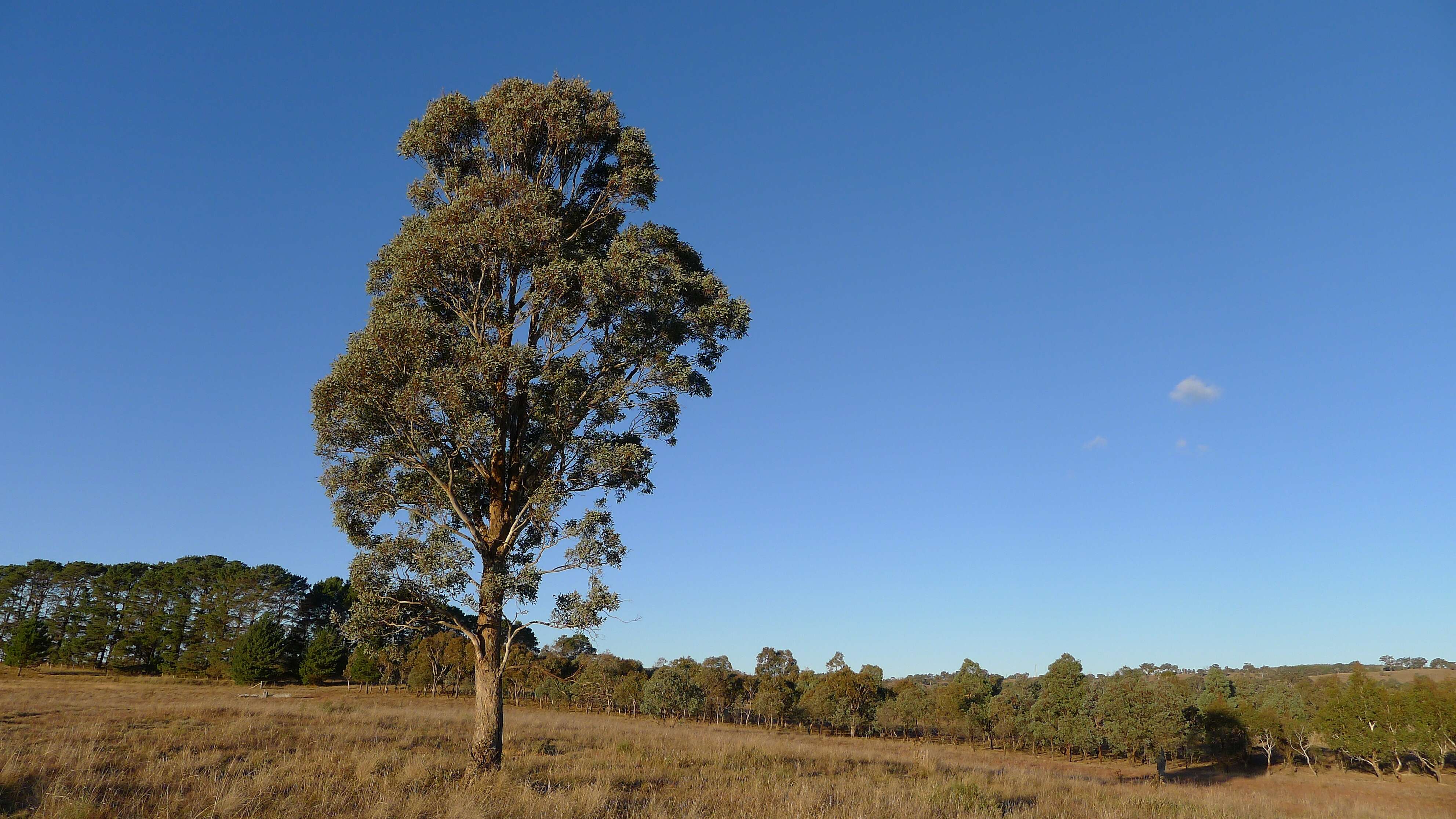 Eucalyptus melliodora A. Cunn. ex Schauer resmi