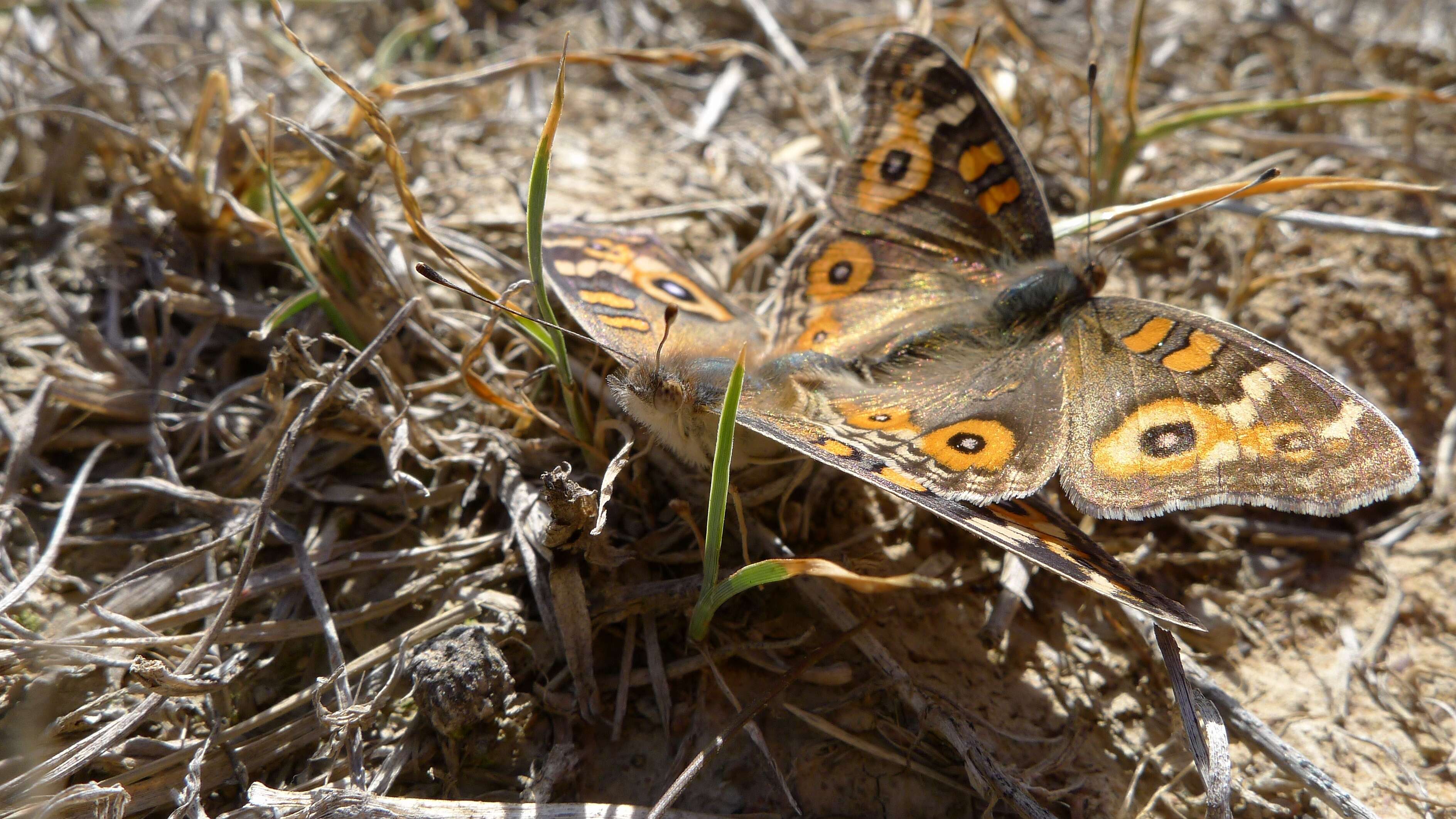 Image of Meadow Argus