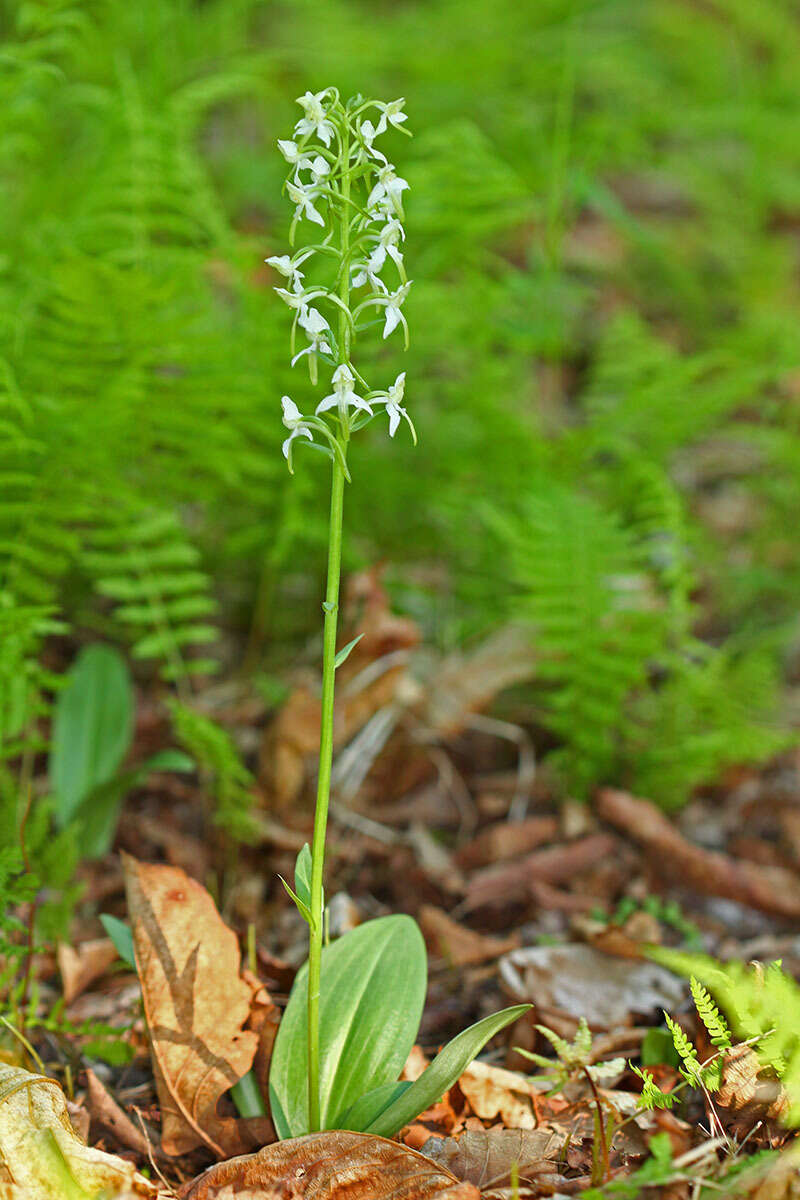 Image of Platanthera mixta Efimov