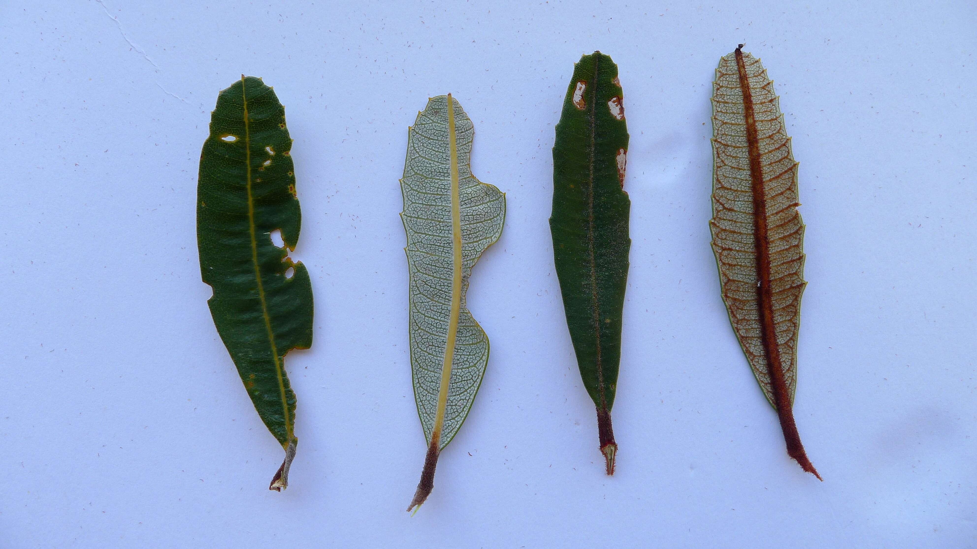 Image of Banksia oblongifolia Cav.