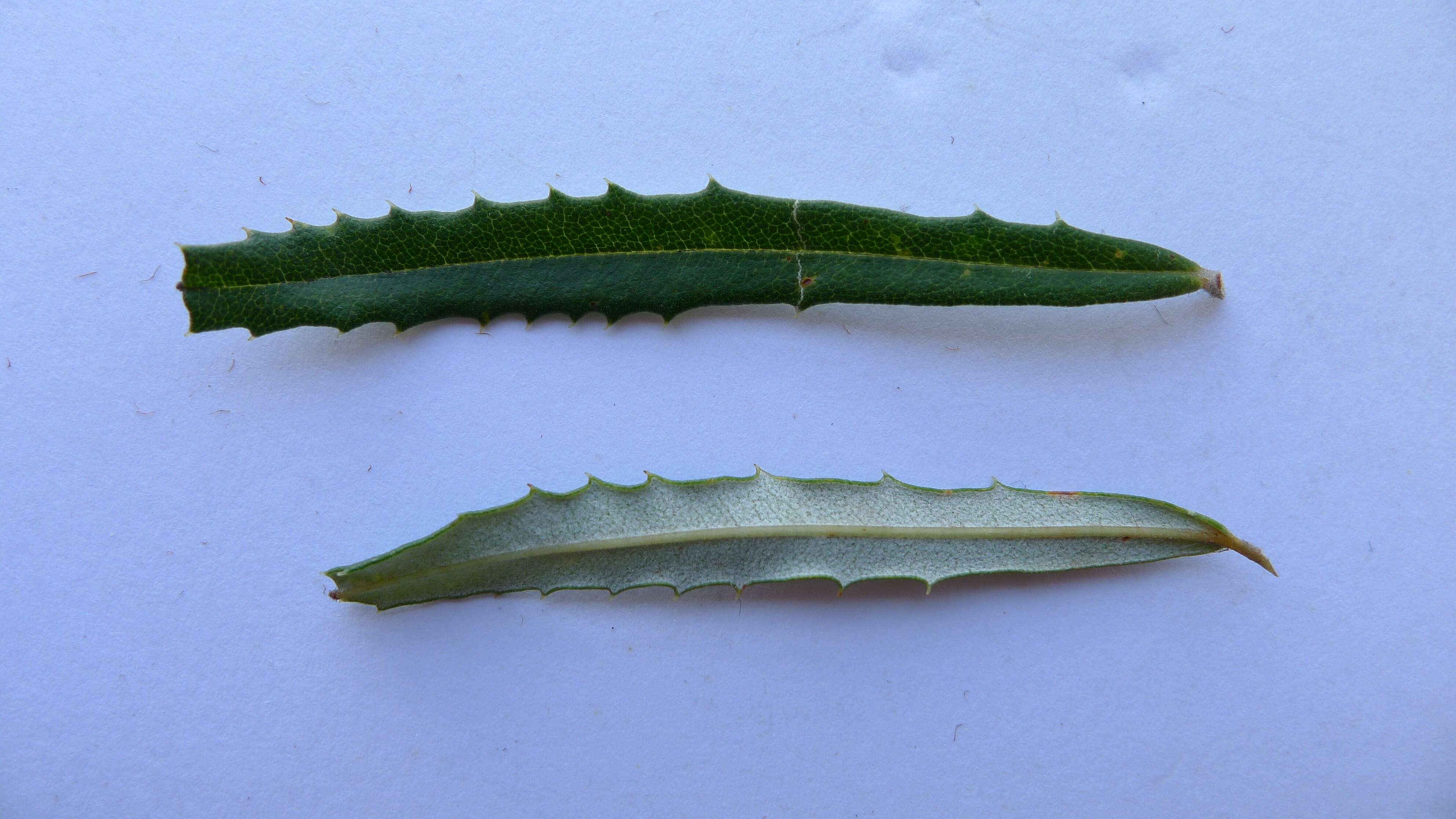 Image of silver banksia