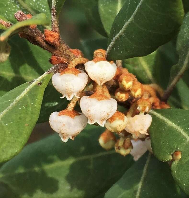 Image of Rusty Lyonia