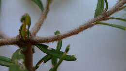 Imagem de Banksia marginata Cav.