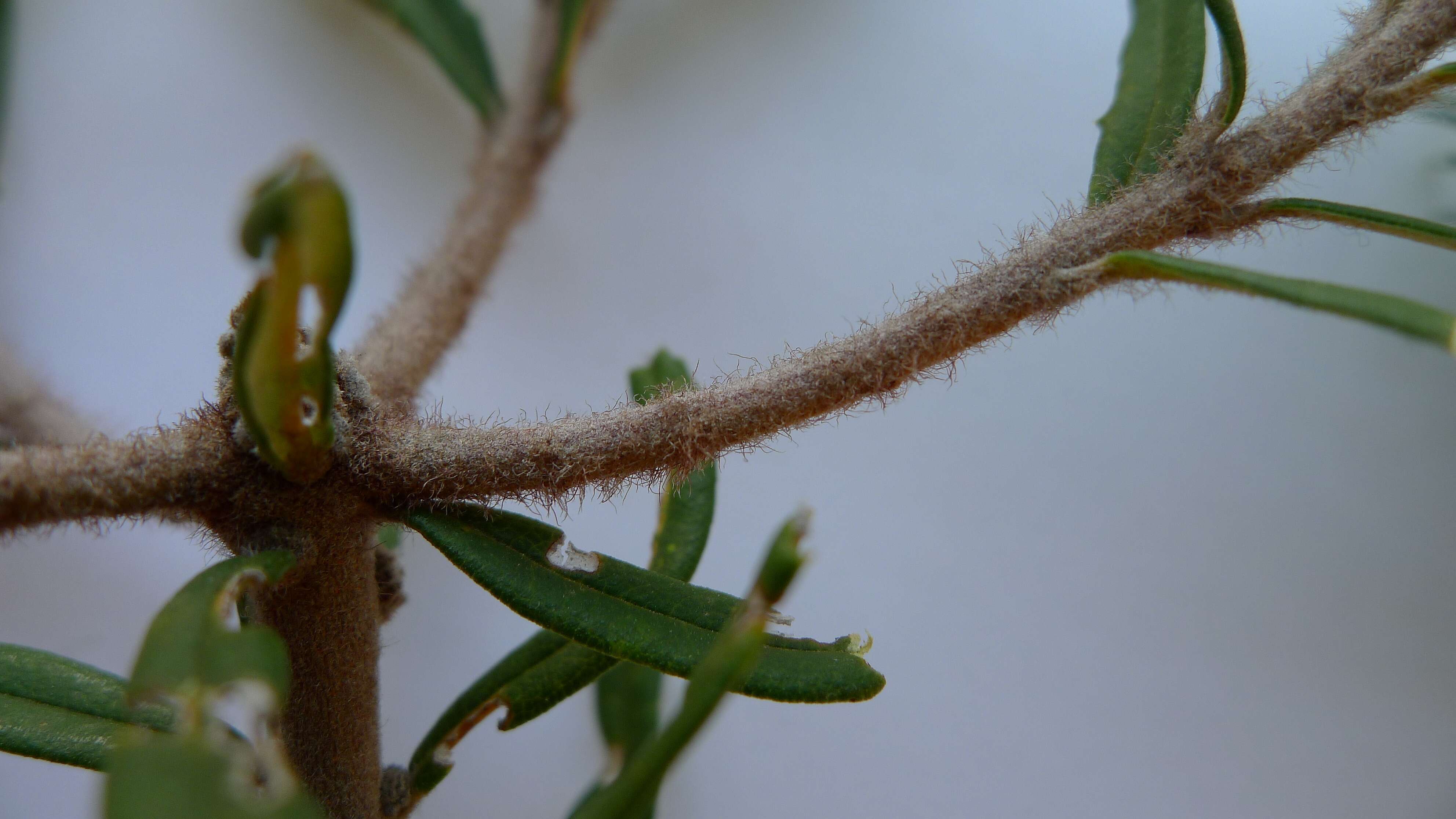 Imagem de Banksia marginata Cav.