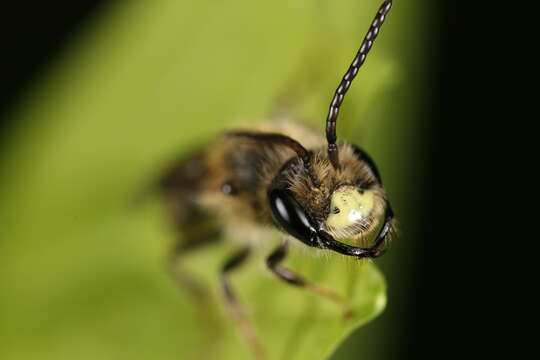 Image of Banks' Andrena