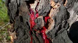 Image of red bloodwood