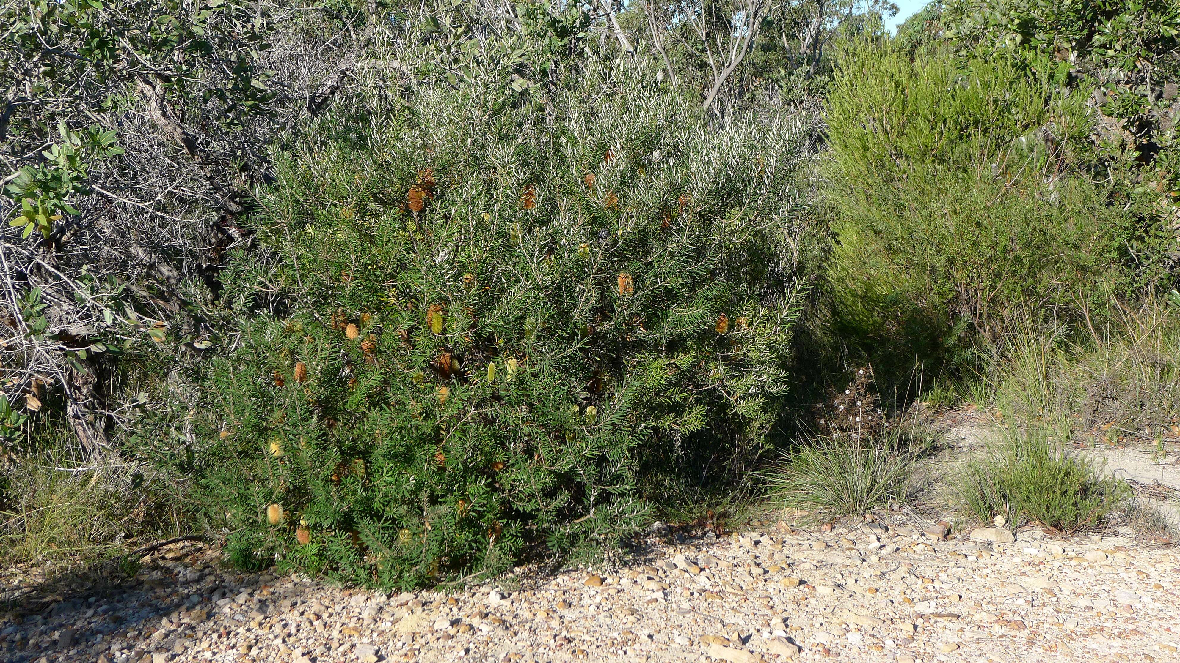 Imagem de Banksia marginata Cav.