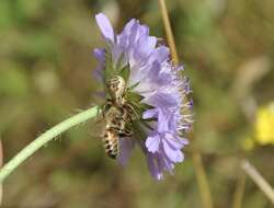 Image of common crab spider