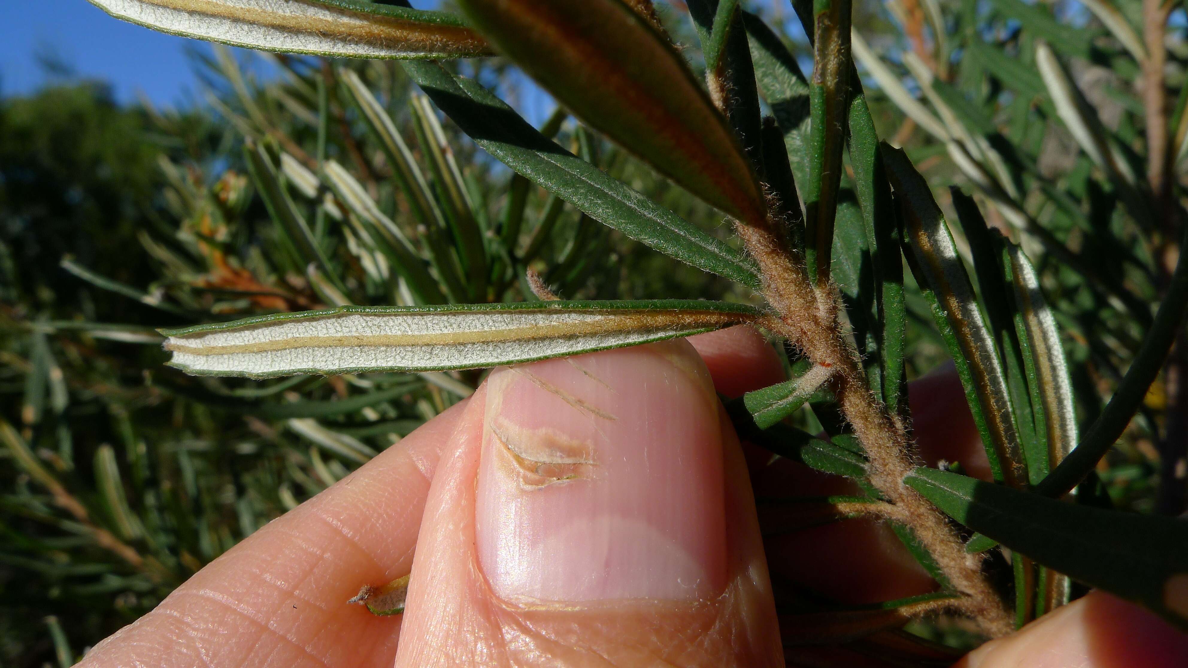 Image of silver banksia