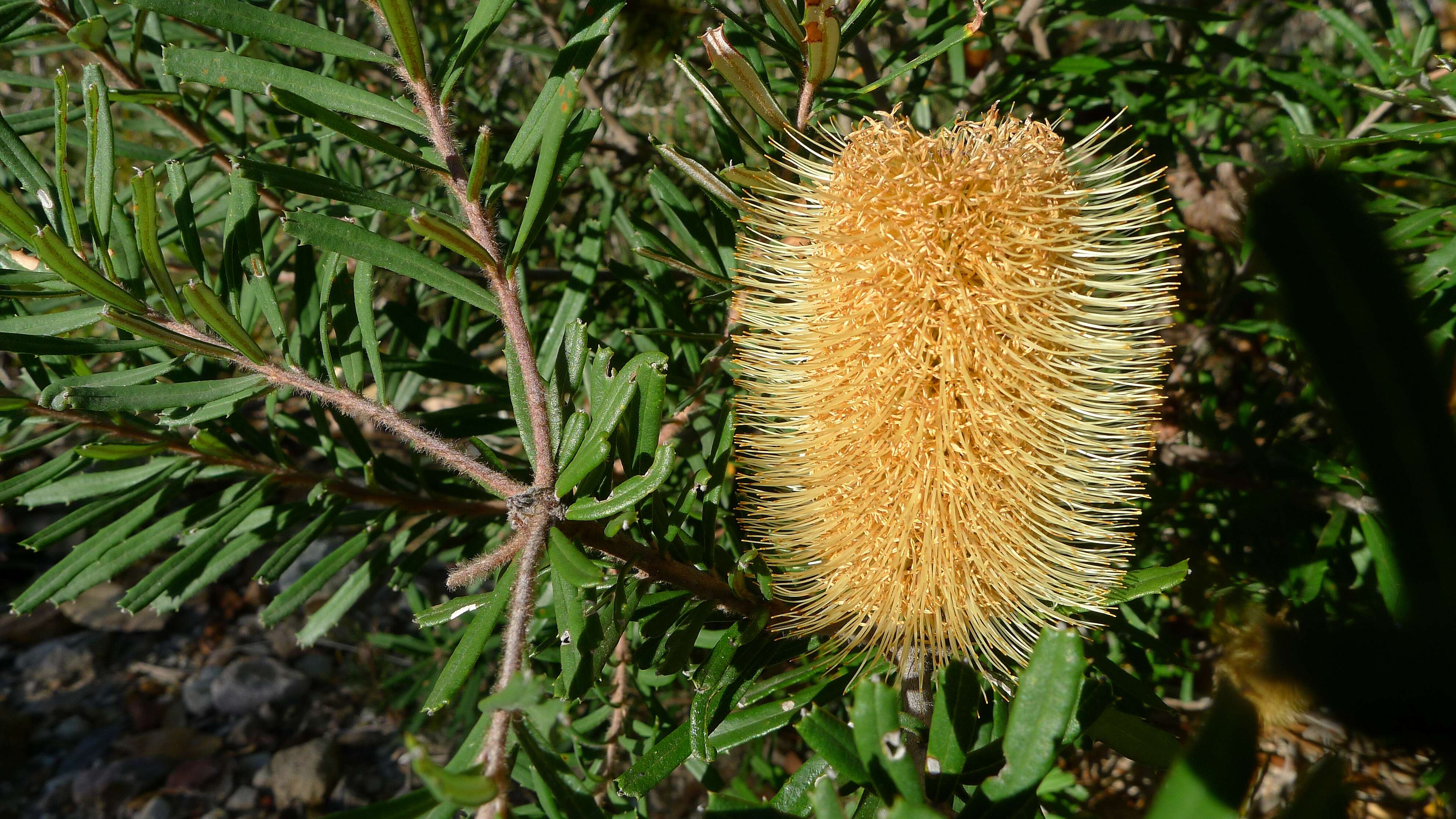 Imagem de Banksia marginata Cav.