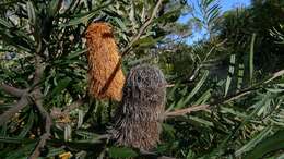 Image of silver banksia