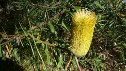 Imagem de Banksia marginata Cav.