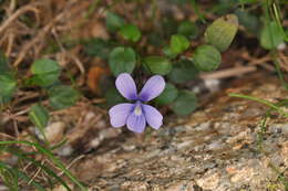 Image of Viola argenteria B. Moraldo & G. Forneris