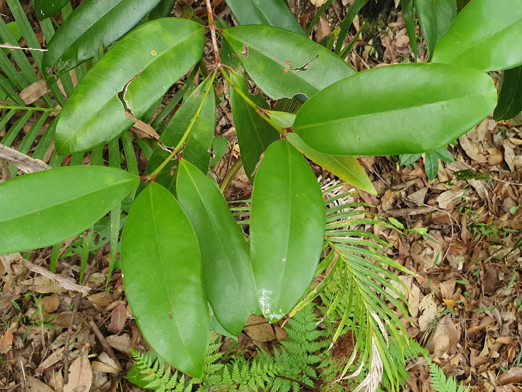 Image of Syzygium moorei (F. Müll.) L. A. S. Johnson