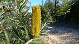 Image of silver banksia