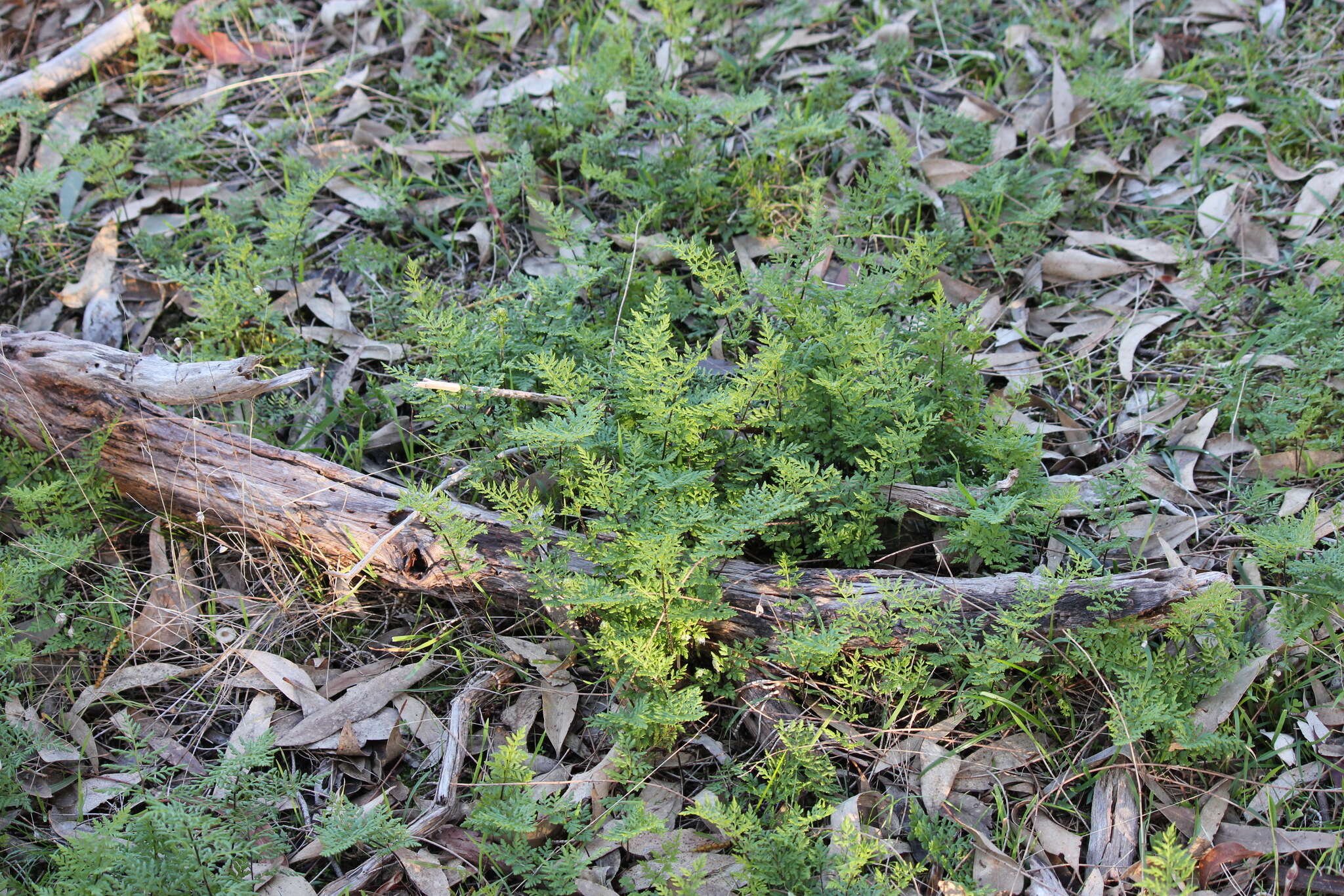 Image of Cheilanthes austrotenuifolia H. M. Quirk & T. C. Chambers