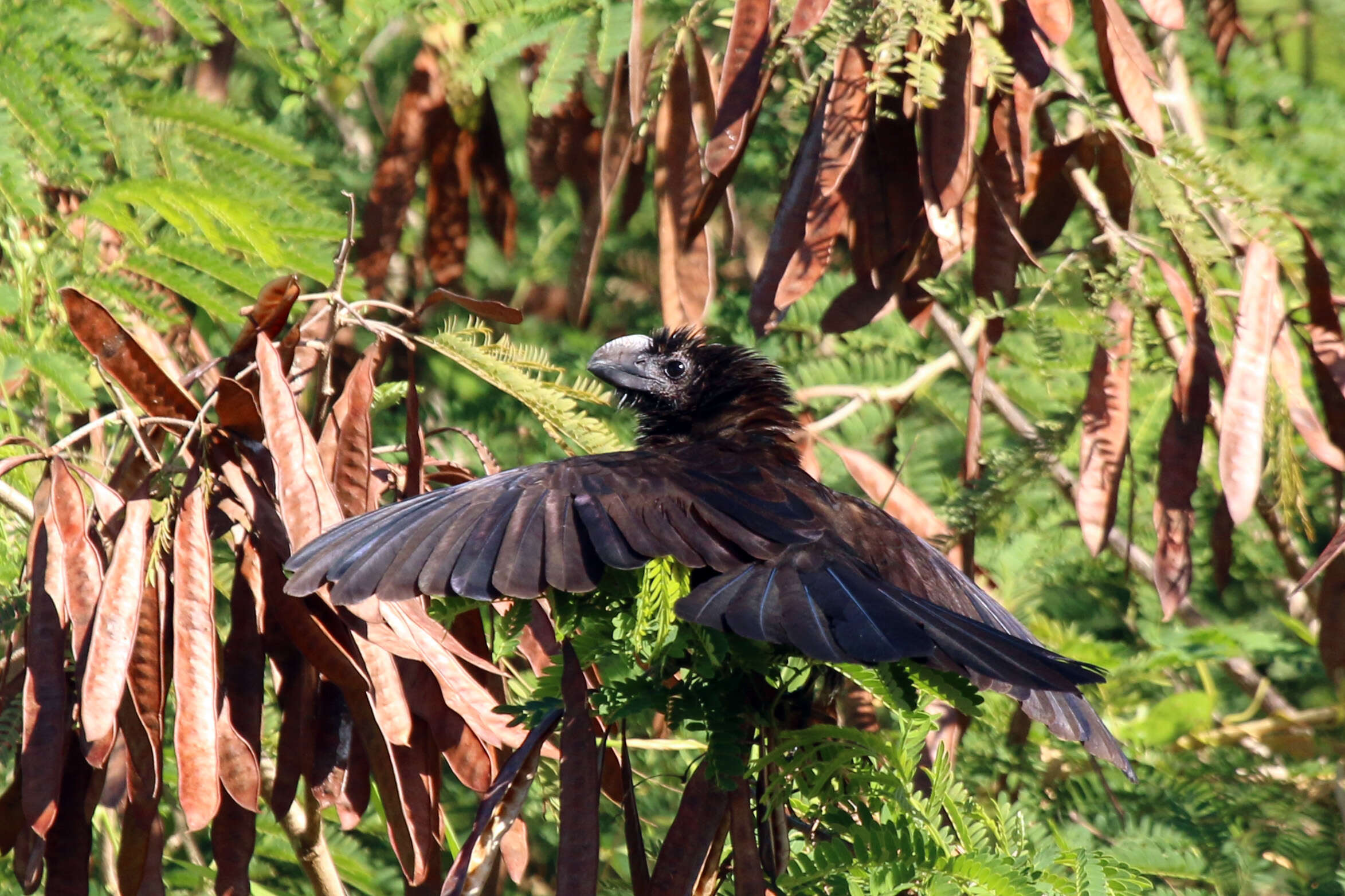 Imagem de Crotophaga Linnaeus 1758