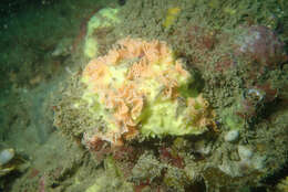 Image of Phidolopora pacifica (Robertson 1908)