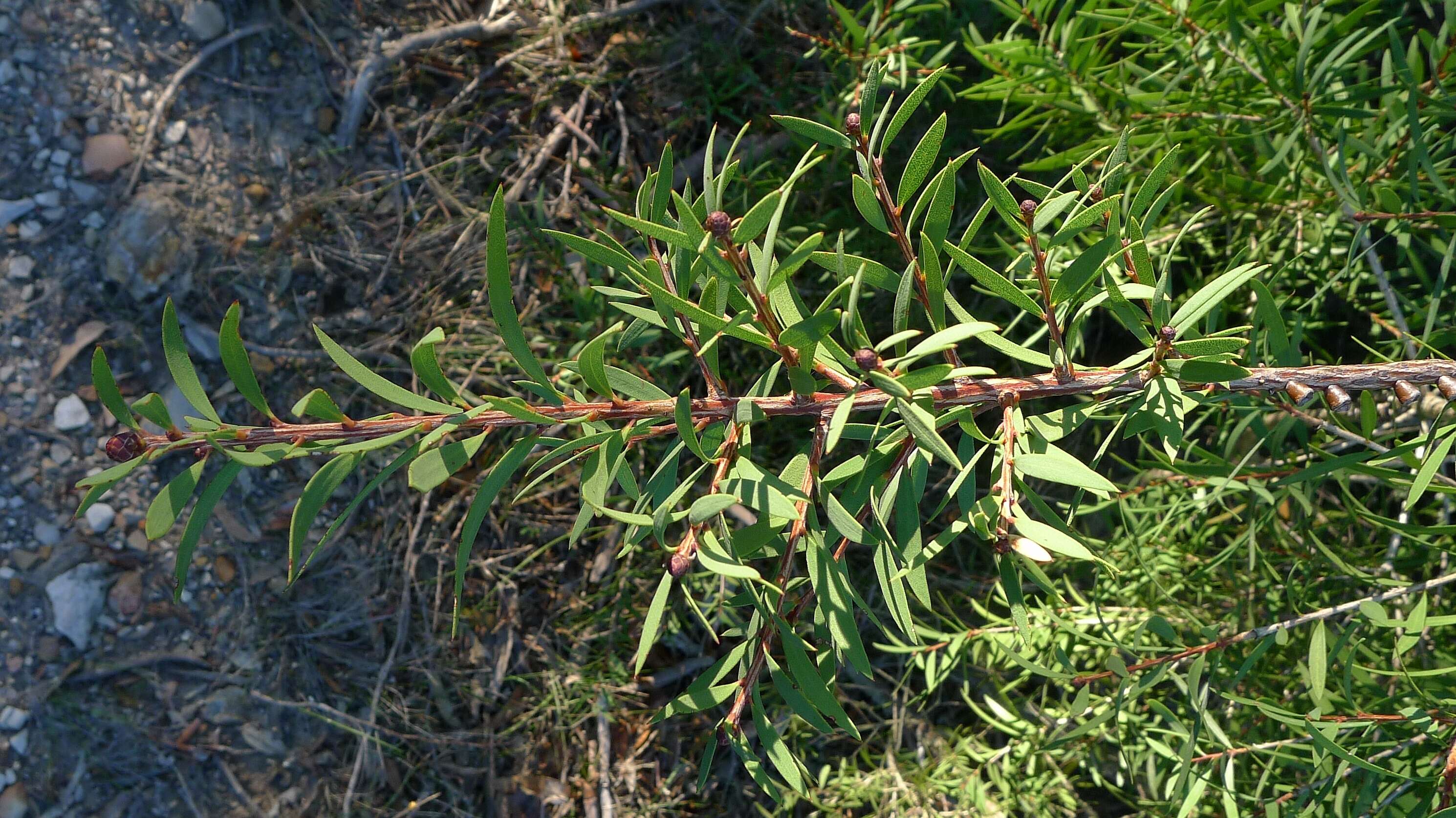 صورة Callistemon citrinus (Curtis) Skeels