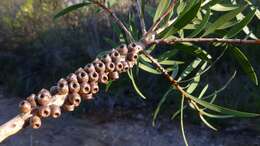 صورة Callistemon citrinus (Curtis) Skeels