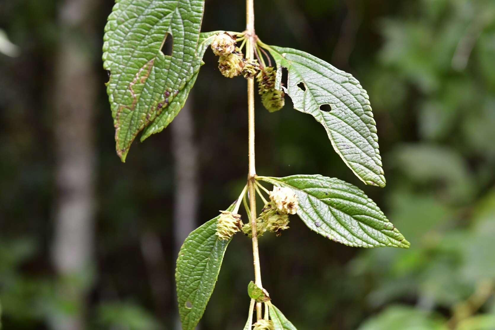 Image of Lippia cardiostegia Benth.