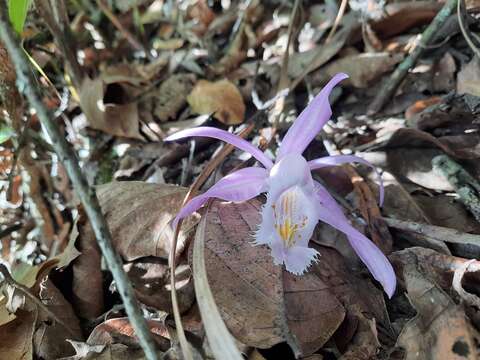 Plancia ëd Pleione praecox (Sm.) D. Don