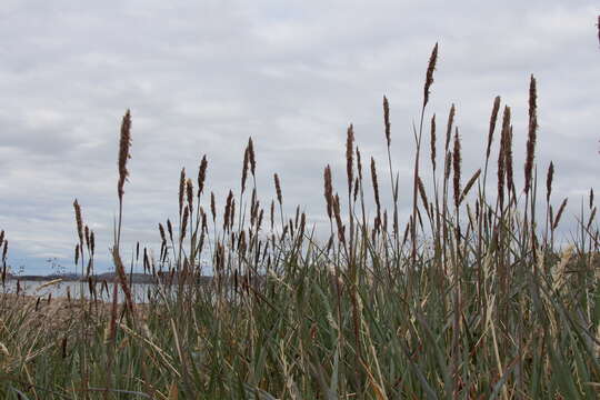 Image of American dunegrass