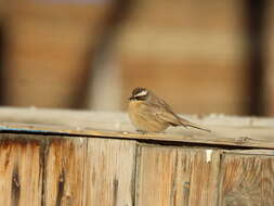 Image of Brown Accentor