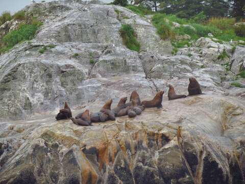 Image of northerns sea lions