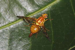 Image of West Indian fruit-fly