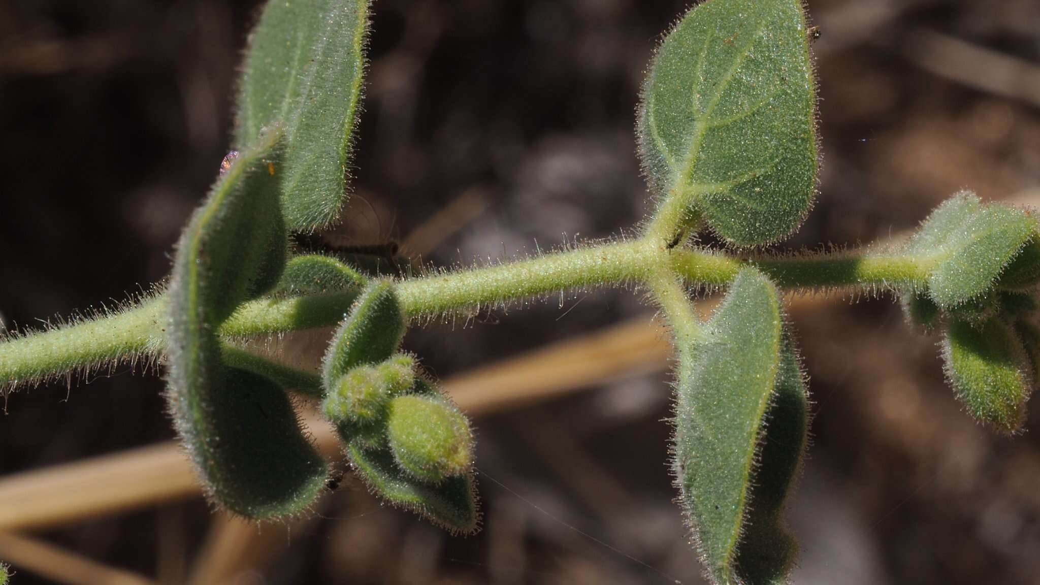 Слика од Mirabilis laevis var. villosa (Kellogg) Spellenberg