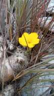 Image de Pachypodium brevicaule Baker