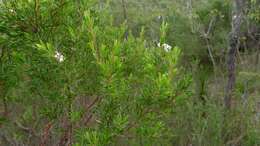 Sivun Leptospermum trinervium (Smith) J. Thompson kuva