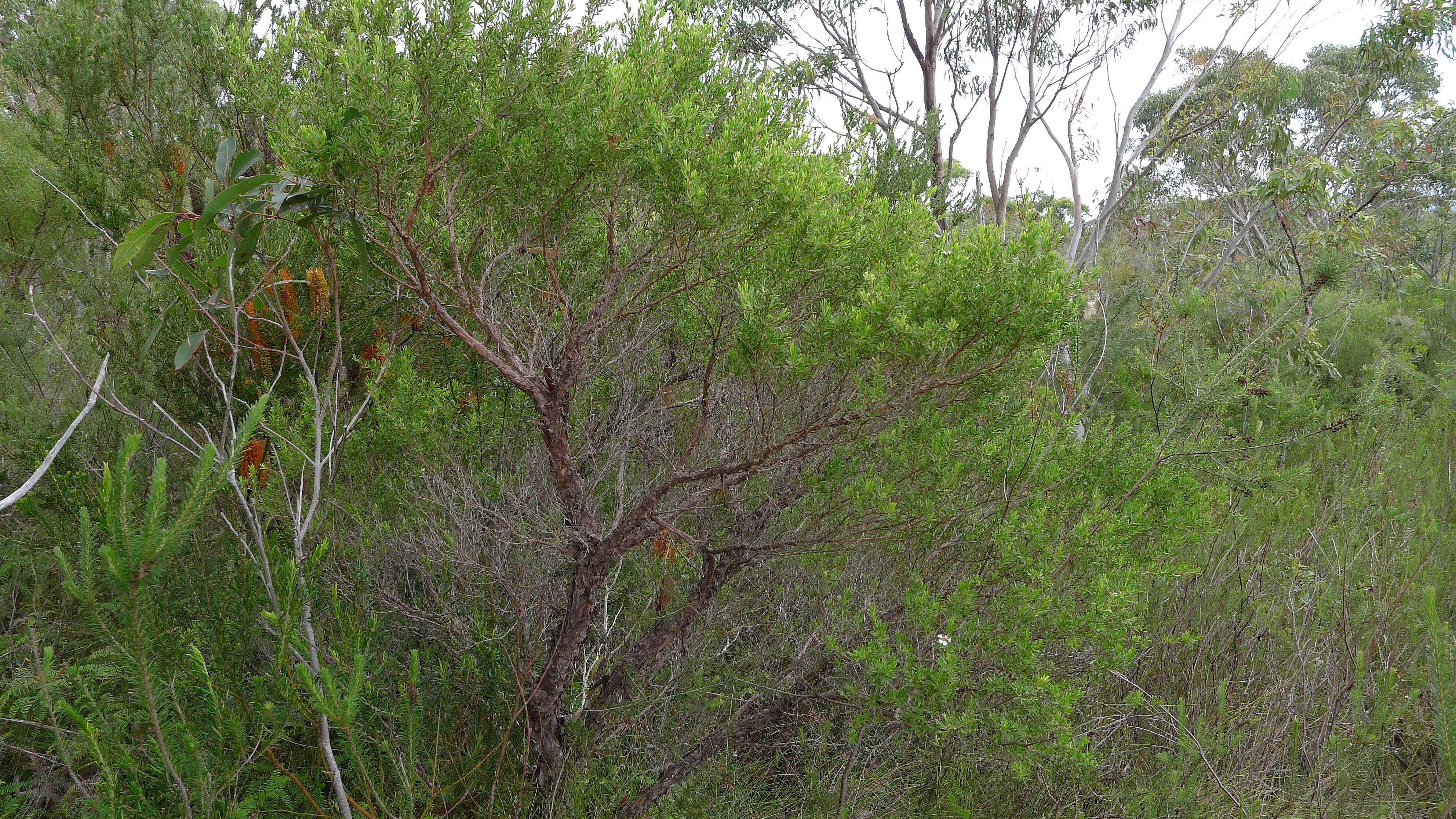 Sivun Leptospermum trinervium (Smith) J. Thompson kuva