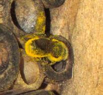 Image of Osmia coloradensis Cresson 1878