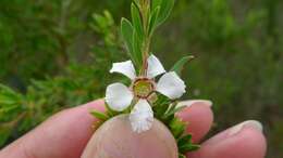 Sivun Leptospermum trinervium (Smith) J. Thompson kuva