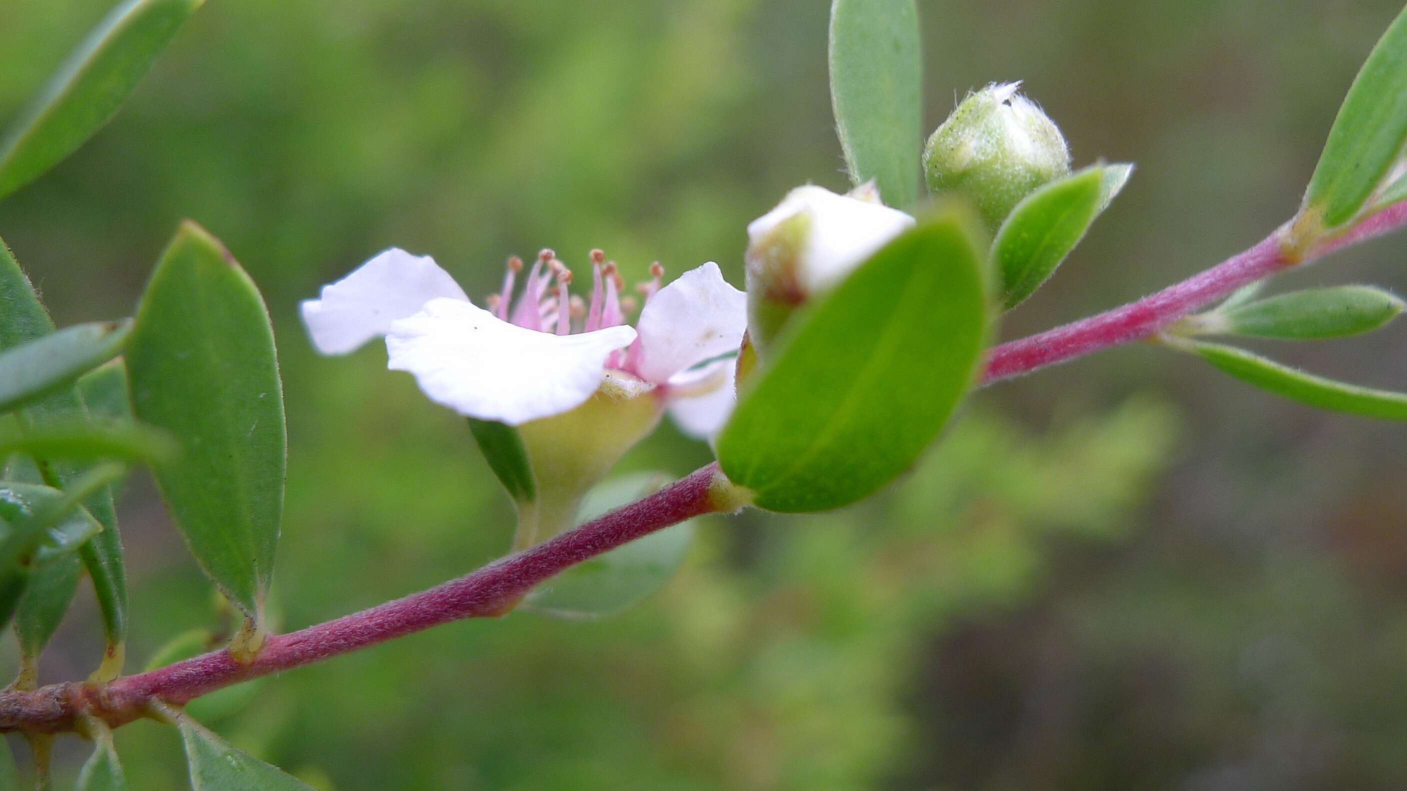 Sivun Leptospermum trinervium (Smith) J. Thompson kuva