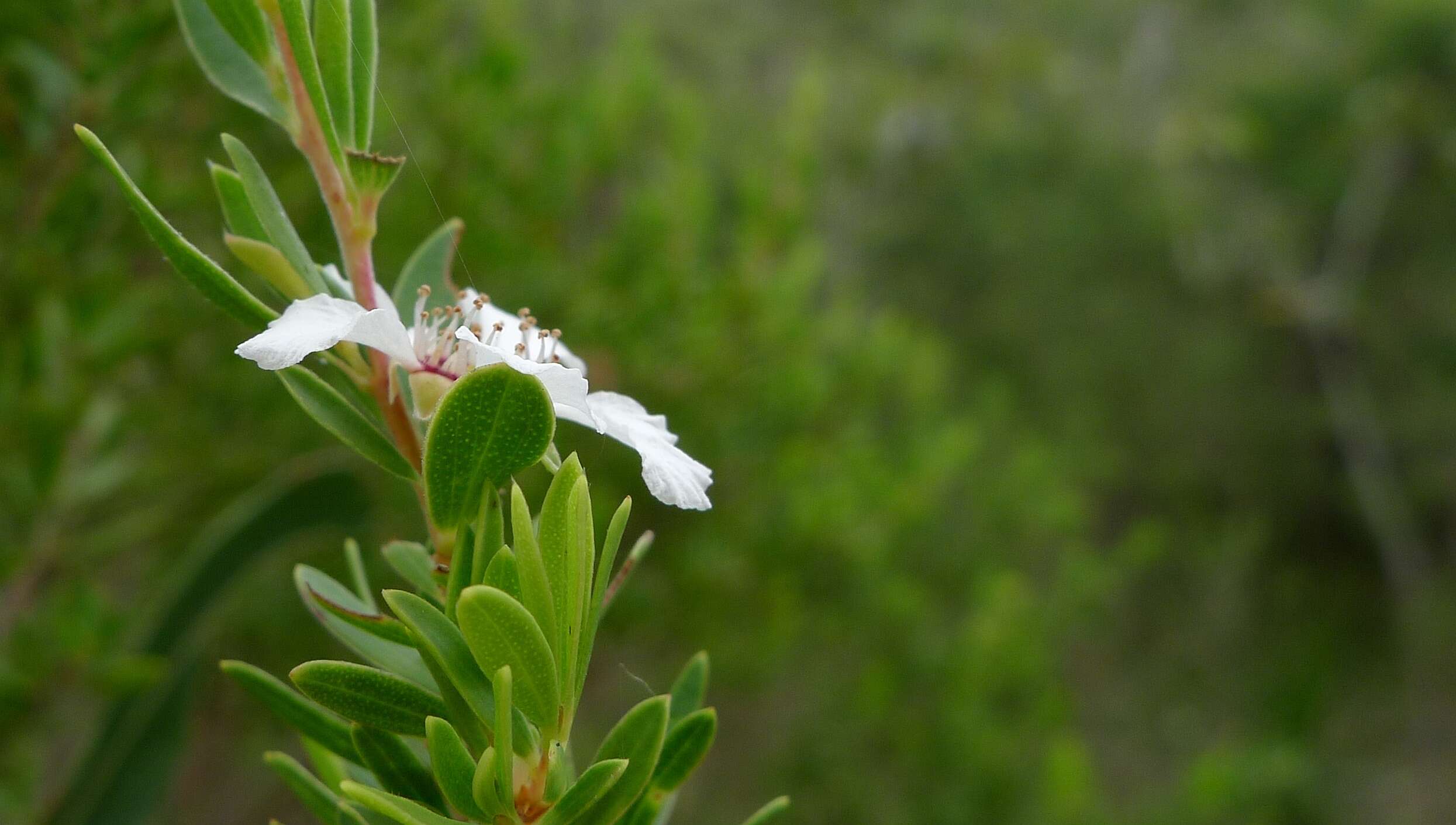 Sivun Leptospermum trinervium (Smith) J. Thompson kuva