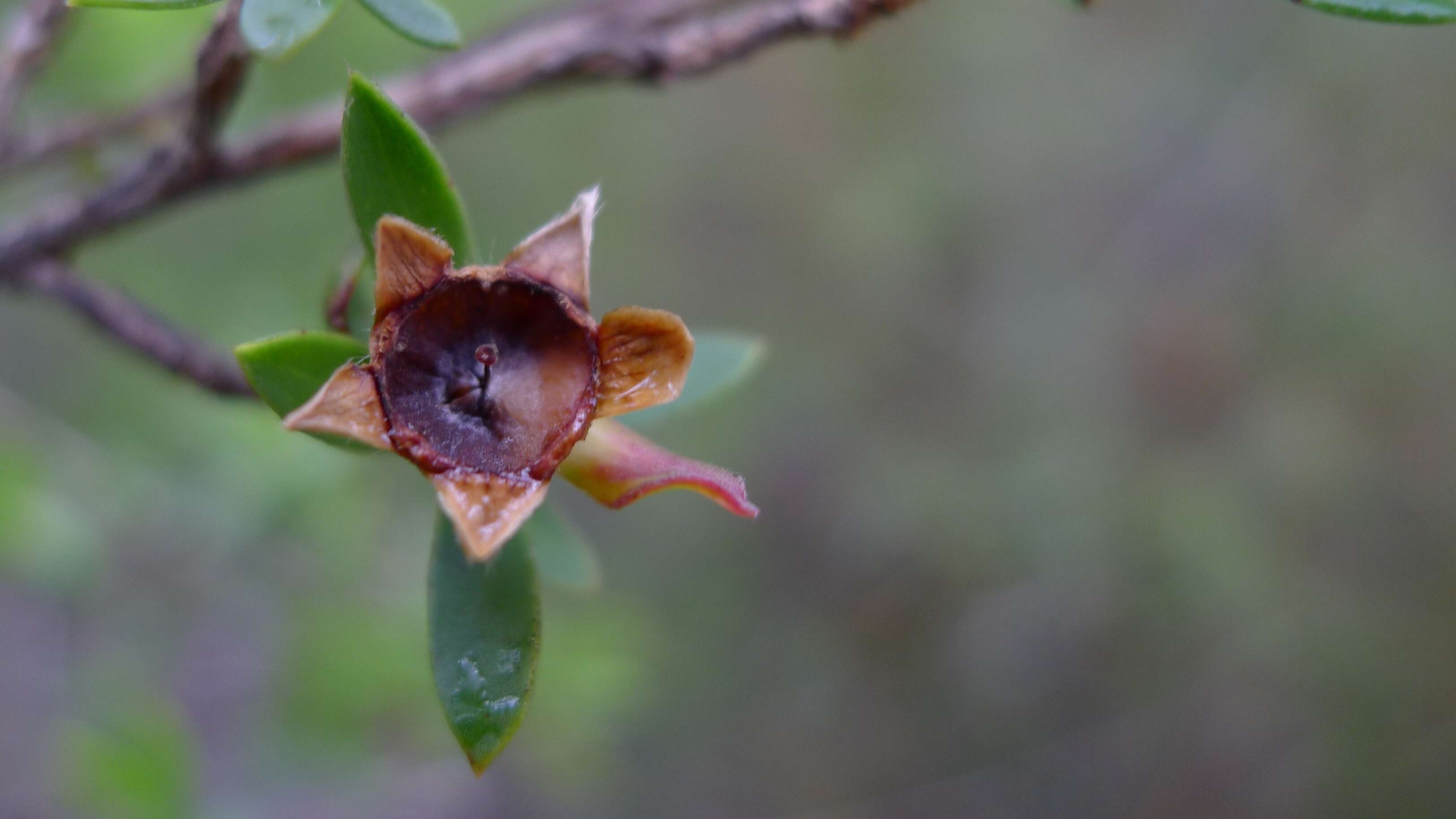 Sivun Leptospermum trinervium (Smith) J. Thompson kuva